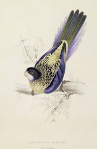 Platycercus Brownii eli Brownin papukaija (taulu 20), 1832